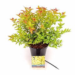 Spiraea japonica 'Firelight'