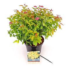 Spiraea japonica 'Goldflame'