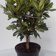 Rhododendron 'Goldflimmer'