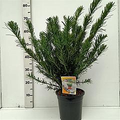 Cephalotaxus h. 'Duke Gardens'