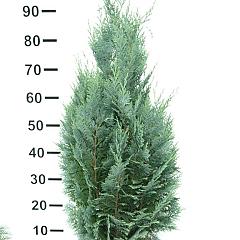 Chamaecyparis l. 'Columnaris'