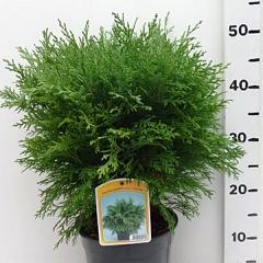 Chamaecyparis l. 'Globosa'