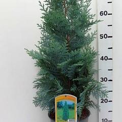 Chamaecyparis l. 'Pelt's Blue'