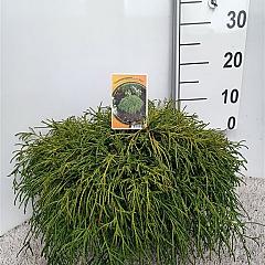 Chamaecyparis p. 'Filifera Nana'