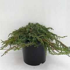 Juniperus comm. 'Green Carpet'