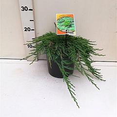 Juniperus hor. 'Pancake'