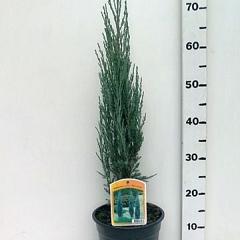 Juniperus scop. 'Blue Arrow'