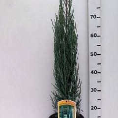 Juniperus scop. 'Blue Arrow'