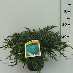 Juniperus squamata 'Blue Carpet'