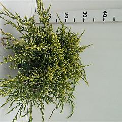 Juniperus squamata 'Holger'