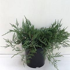Juniperus virg. 'Grey Owl'