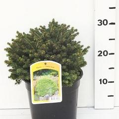 Picea abies 'Little Gem'