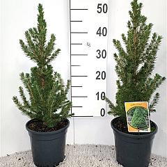 Picea glauca 'Conica'