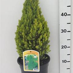 Picea glauca 'Laurin'