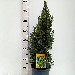 Picea glauca 'Perfecta'