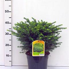Picea omorika 'Karel'