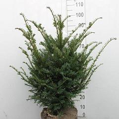 Taxus baccata