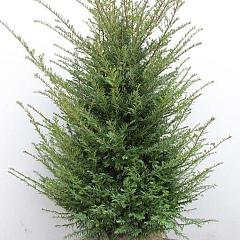 Taxus baccata