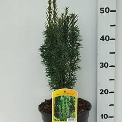 Taxus b. 'Cappenberg'