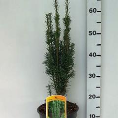 Taxus b. 'Cappenberg'