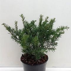 Taxus b. 'Repandens'