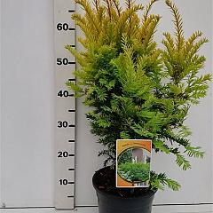 Taxus b. 'Semperaurea'