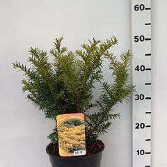 Taxus b. 'Summergold'