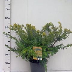 Taxus b. 'Summergold'