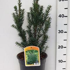Taxus cuspidata nana