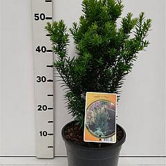 Taxus cuspidata nana