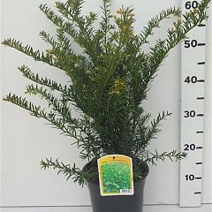 Taxus media 'Green Mountain'