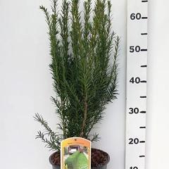 Taxus media 'Groenland'