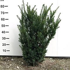Taxus media 'Hicksii'