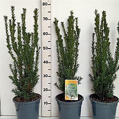 Taxus media 'Hillii'