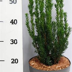 Taxus media 'Hillii'