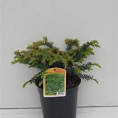 Taxus media 'Nidiformis'