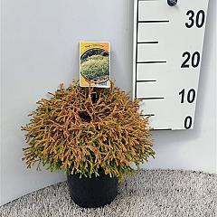 Thuja occ. 'Golden Tuffet'