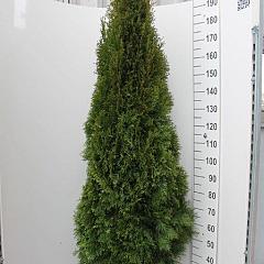 Thuja occ. 'Smaragd'