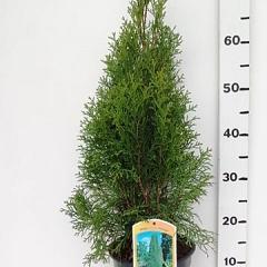 Thuja occ. 'Smaragd'