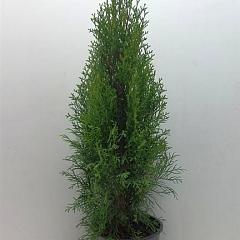 Thuja occ. 'Smaragd'
