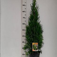 Thuja occ. 'Smaragd'