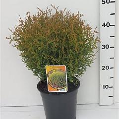 Thuja occ. 'Tiny Tim'