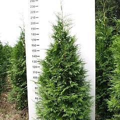 Thuja pl. 'Martin'