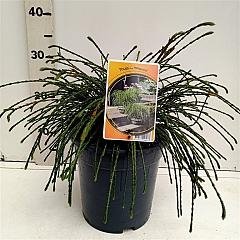 Thuja pl. 'Whipcord'