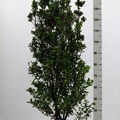 Ilex meserv. 'Heckenstar'