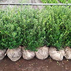 Ilex crenata 'Caroline Upright'