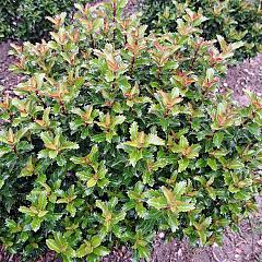 Ilex meserv. 'Little Rascal'
