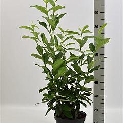 Prunus l. 'Genolia'(R)