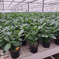 Prunus l. 'Rotundifolia'