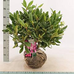 Rhododendron 'Catawb. Boursault'
